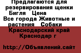 Предлагаются для резервирования щенки Бигля › Цена ­ 40 000 - Все города Животные и растения » Собаки   . Краснодарский край,Краснодар г.